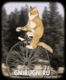 Gnirugniru Cat GIF - Gnirugniru Cat Unicycle GIFs