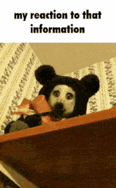 a dog wearing a teddy bear hat is on a shelf with the words my reaction to that information below it