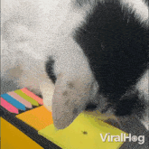 Curious Cat Viralhog GIF