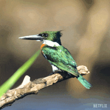 Looking Around Kingfisher GIF - Looking Around Kingfisher Our Living World GIFs
