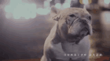 a close up of a french bulldog with chinese writing on it
