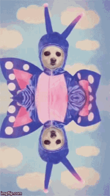 a picture of a dog dressed as a butterfly with the words imgflip.com below it