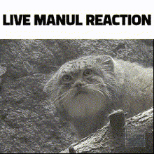 Manul Cat Pallas Cat GIF - Manul Cat Manul Pallas Cat GIFs