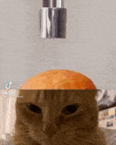 Ok-tanuki Gatto GIF - Ok-tanuki Gatto Gato Cupcake GIFs