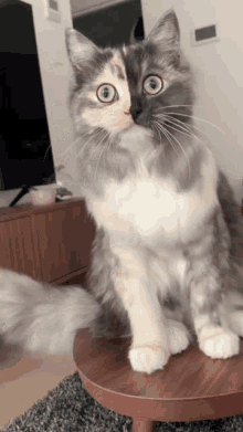 Cute Cat Yawning GIF - Cute Cat Yawning Cute Yawn GIFs