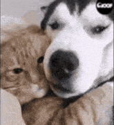a dog and a cat are hugging each other .