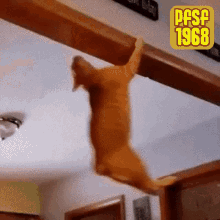 Cat Hang GIF - Cat Hang Swing GIFs