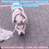 a pig on a leash is walking on a brick sidewalk