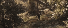 a person standing in the middle of a forest with trees in the background