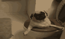 Halp GIF - Dog Pug Stuck GIFs