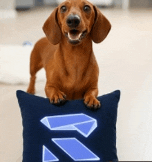 a brown dachshund laying on a blue pillow