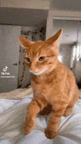 Cat Orange Cat GIF - Cat Orange Cat Biting GIFs