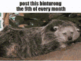 a koala bear is laying down on the ground with the words post this binturong the 9th of every month .