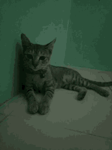 Whatever Cat GIF - Whatever Cat Bored GIFs