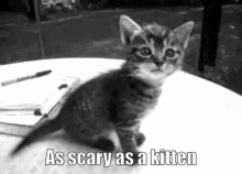Scary Kitten GIF