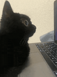 Cat What GIF - Cat What Wow GIFs