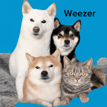 Geezers Weezer GIF - Geezers Weezer Dogs GIFs
