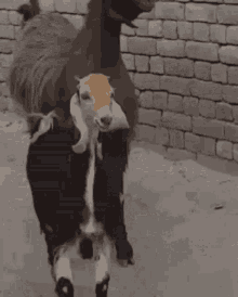 Goat Dancing GIF - Goat Dancing Head Bob GIFs