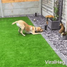 Barking Lab Dog Viralhog GIF - Barking Lab Dog Viralhog Dog Wanting To Play GIFs