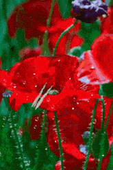 a white butterfly sitting on a red flower