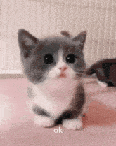 a gray and white kitten is sitting on a pink surface and says ok on the bottom .