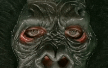 a close up of a gorilla 's face with a bloody eye