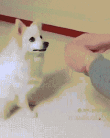 Funny Animals Dog Magic Hands GIF - Funny Animals Dog Magic Hands Trick Perro GIFs