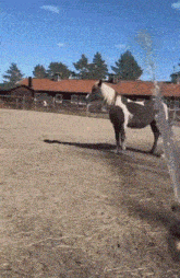 Horse Spinning GIF - Horse Spinning Water GIFs