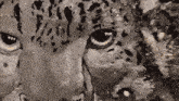 a black and white painting of a cheetah 's eyes