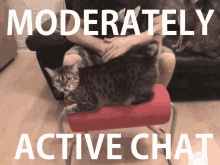 Moderately Active Chat Chat GIF - Moderately Active Chat Active Chat Chat GIFs