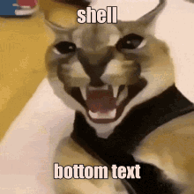 shell bottom text floppas
