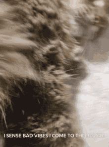 The Third Cat GIF - The Third Cat GIFs