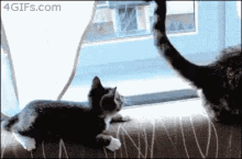You Better Watch Yourself! GIF - Aww Cute Cats GIFs