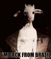 Im Back Back From Brazil Meme GIF - Im Back Back From Brazil Meme Goat GIFs