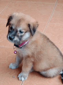 a brown puppy wearing a pink collar with a bell attached to it