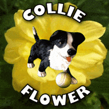 Cauliflower Collie Flower GIF - Cauliflower Collie Flower Collie Dog GIFs