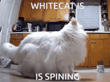 whitecat cat
