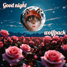 Good Night Woolf Sheeran GIF - Good Night Woolf Sheeran GIFs