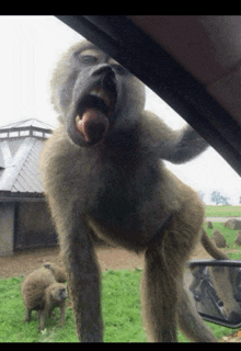 a monkey with its mouth open reaches out towards a car window