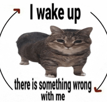 Cat Meme GIF - Cat Meme GIFs