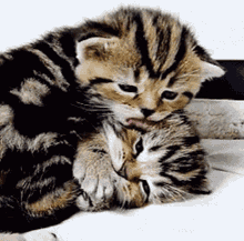cats lick face kitten kitty cute