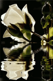white flower reflection