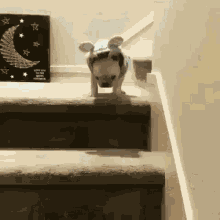 Excited Dog GIF - Excited Dog Going Downstairs GIFs