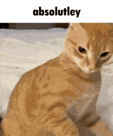 Absolutely Attack GIF - Absolutely Attack Cat GIFs