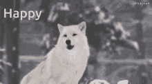 White Wolf Happy GIF - White Wolf Happy GIFs