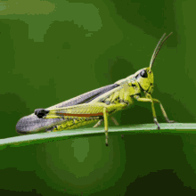 Locust Grasshopper GIF - Locust Grasshopper Insect GIFs