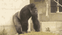Off Gorilla GIF - Off Gorilla Strong GIFs