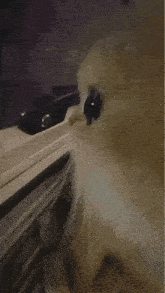 a close up of a cat looking at something