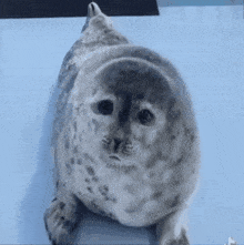 Seal Jump Sealjump GIF - Seal Jump Sealjump Seal Jumpy GIFs