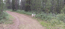 Hadassa Allison Zarya The Laika GIF - Hadassa Allison Zarya The Laika Dog Walks In Woods GIFs
